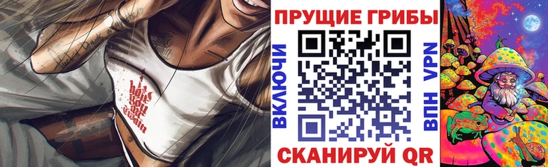 где найти   Судак  Псилоцибиновые грибы Cubensis 